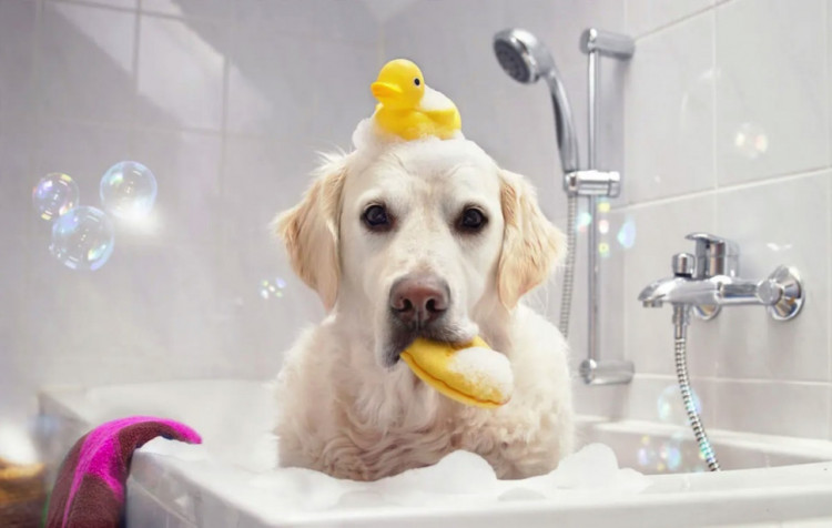 Dctr.Go Шампунь-бальзам для животных Sнampoo Therapy "Мультиуход" 1000 ml в Курске